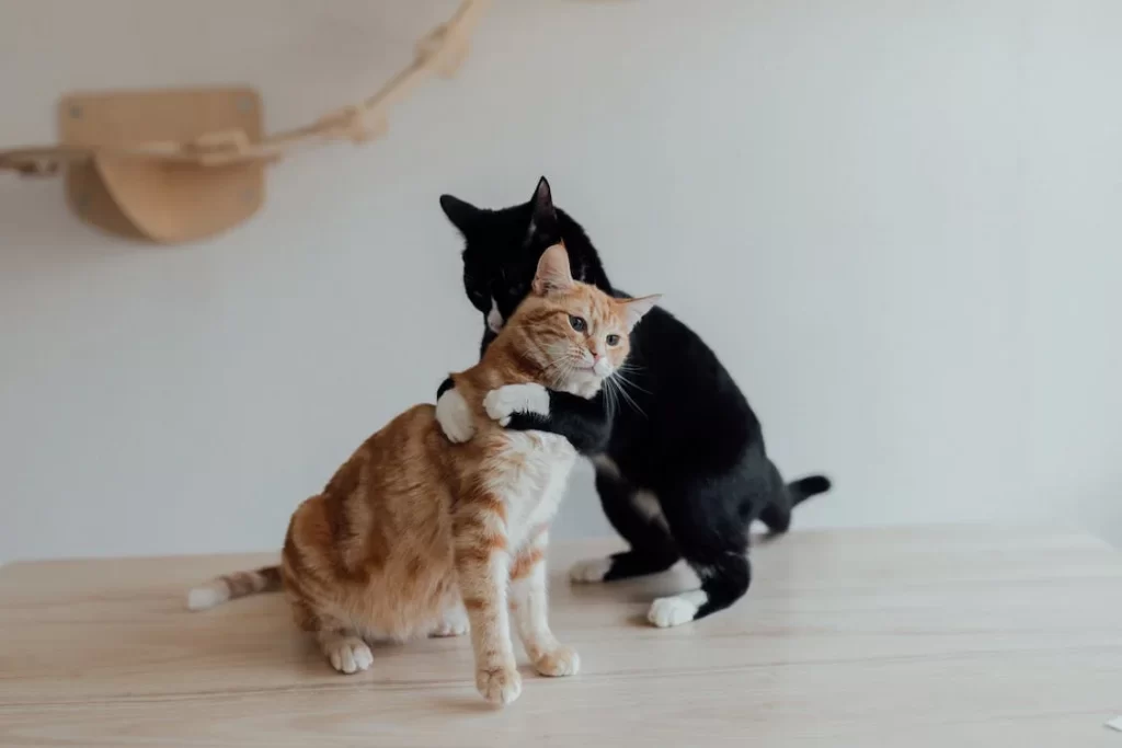 How do cats mate? When male cats mate, they mount the female from behind and put their penis via the vulva. When mating, the male cat frequently bites the female on the back of her neck. A cat can mate 10 to 20 times daily for 4 to 6 days.