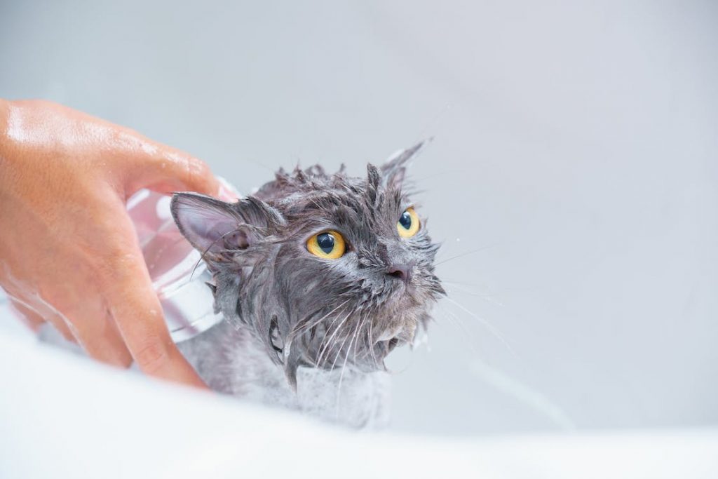 Photo of me using a hypoallergenic cat shampoo on my cat Lily.