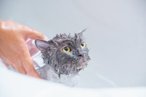 hypoallergenic cat shampoo
