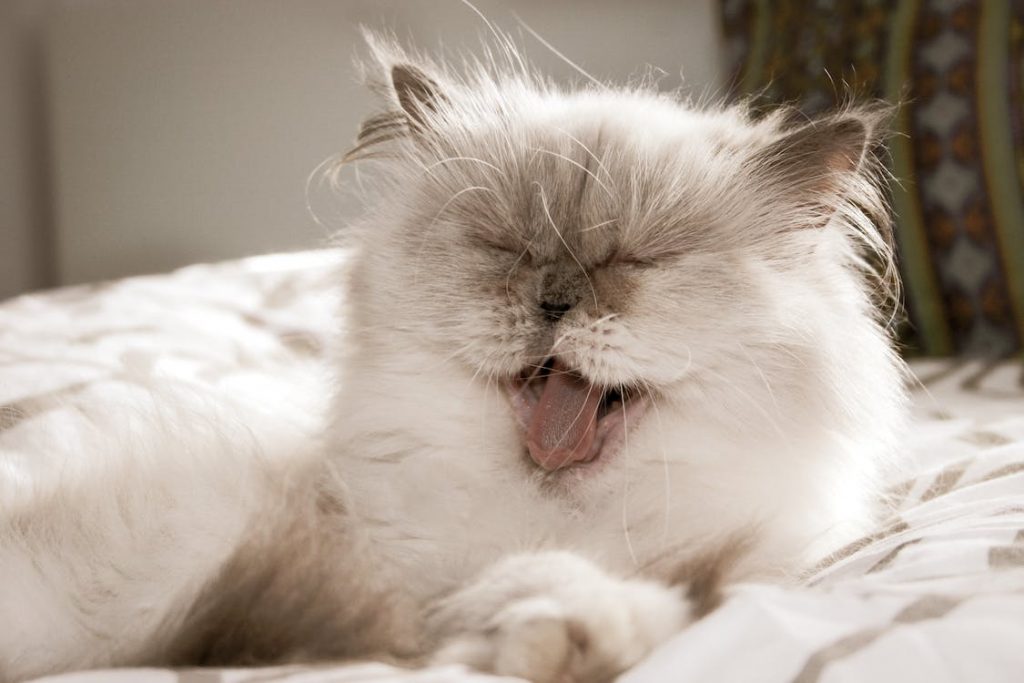 why does my cat have bad breath? . Naturally occurring bacteria can be found in a cat's teeth and gums (also known as gingival tissue). As these germs grow and aren't removed by brushing, they can form a bacterium plaque film on your cat's teeth