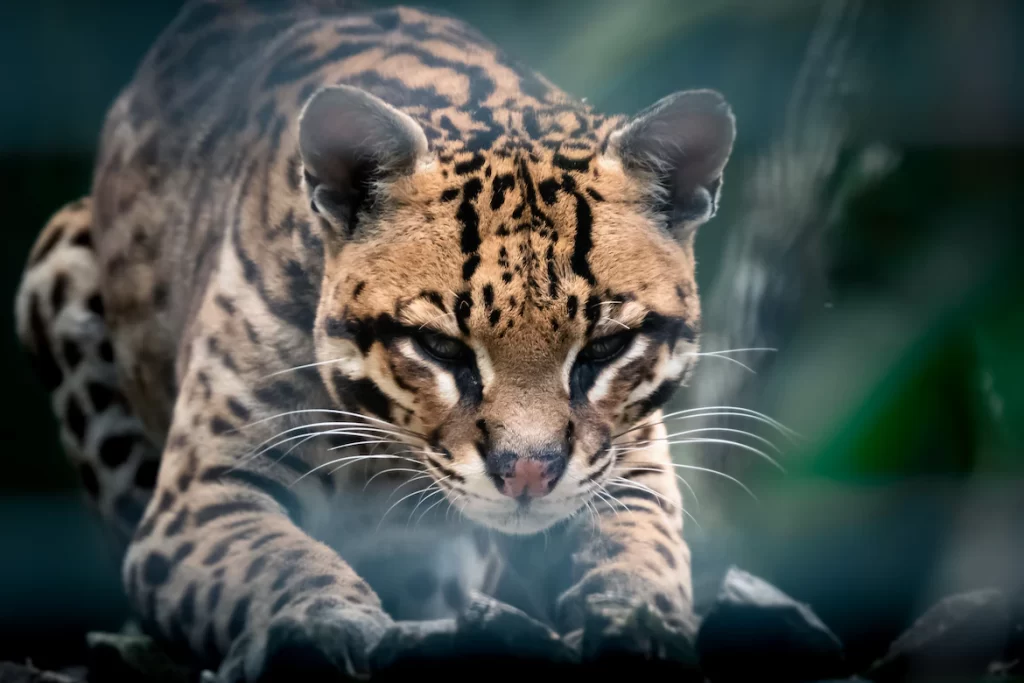 Do Ocelots Make Good Pets? No, Ocelots are very aggressive and pose a great danger to not only humans but also other pets around.