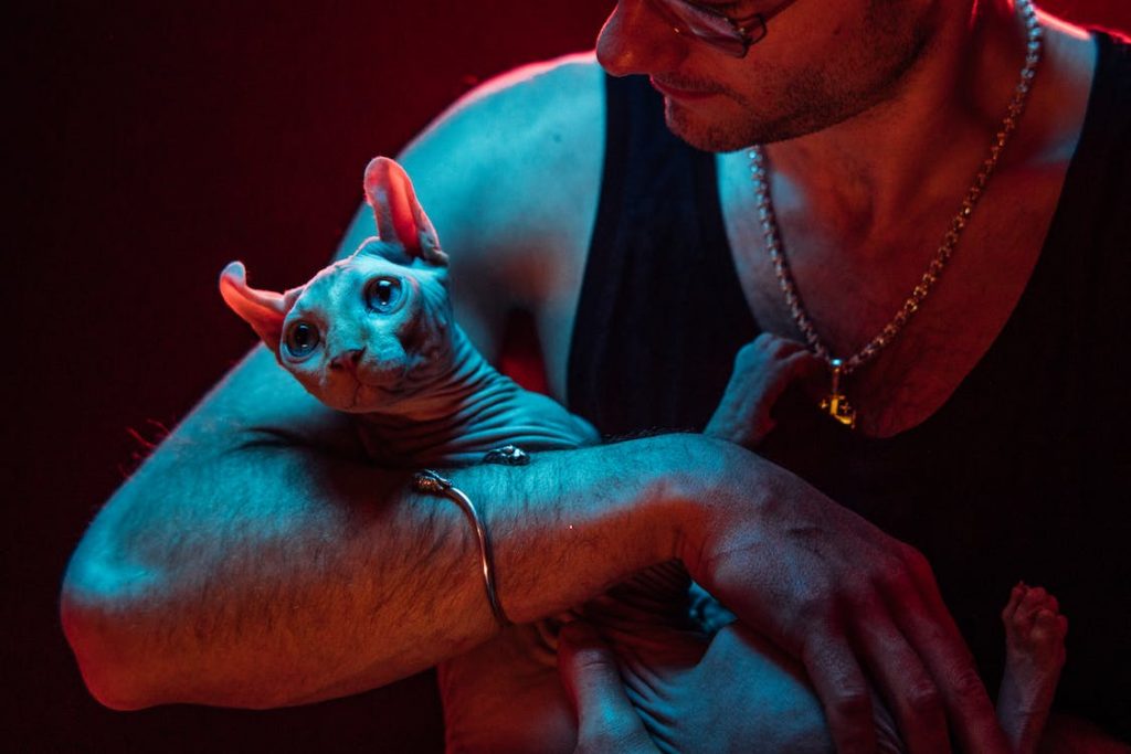 How Much Does A Sphynx Cat Cost? The average cost of the Sphynx cat breed is anywhere between $1,500 and $10,000.