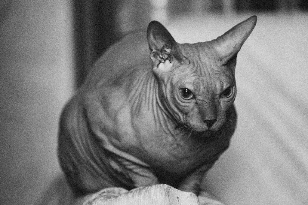 How To Take Care Of A Sphynx Cat? Providing them with plenty of litter and a designated area to urinate and defecate. 