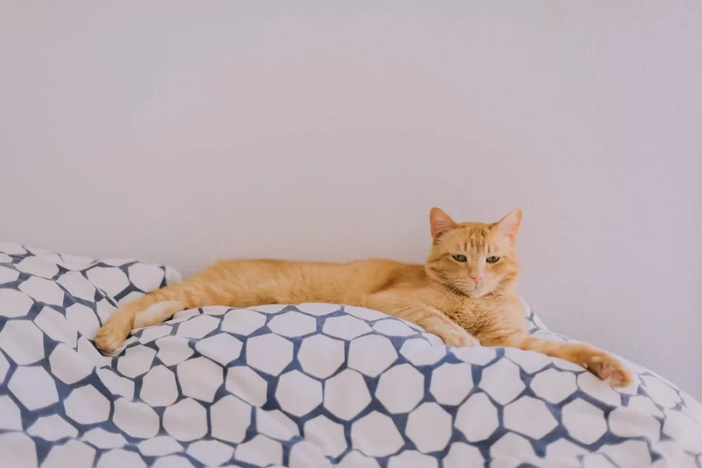 Is There A Birth Control Pill For Cats? Yes, there are some birth control pills available for your cats. All you have to do is choose a birth control method that will work for your pet.