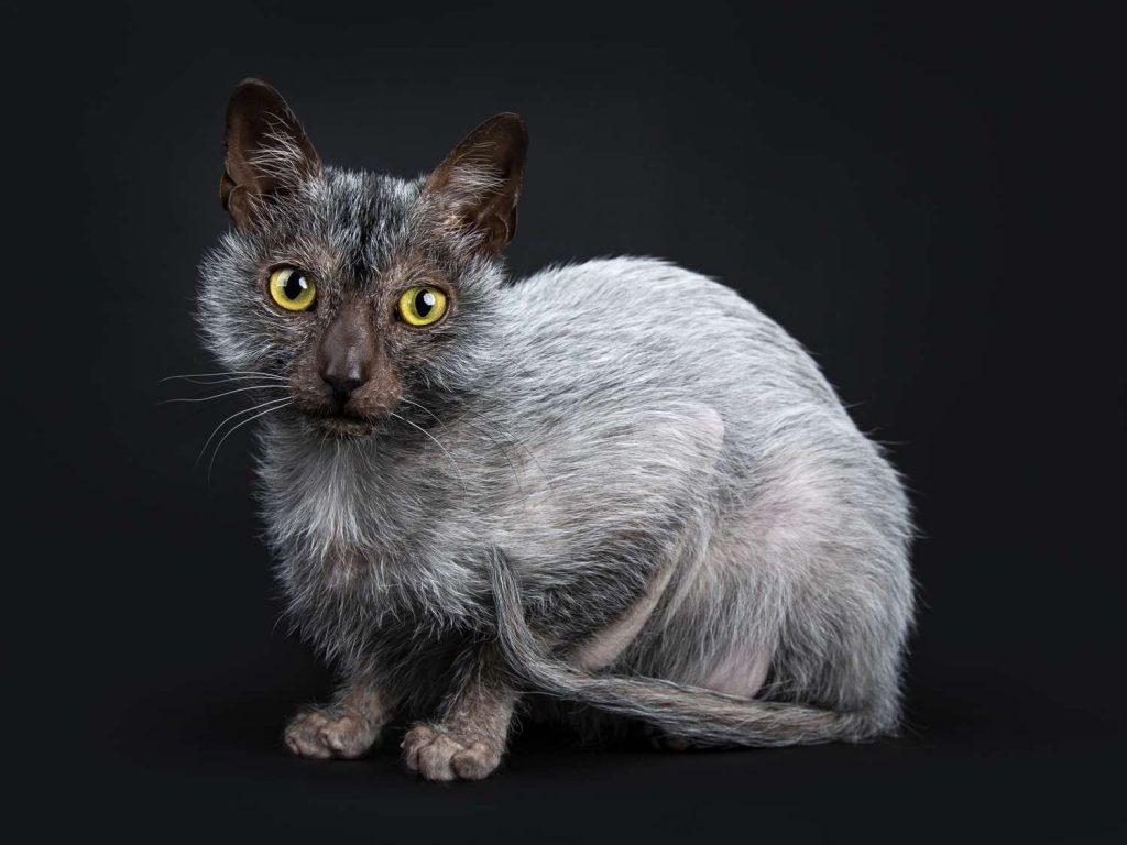 What is a wolf cat? Wolf cat aka Lykoi cat is a breed discovered by Patti Thomas. It is a natural mutation of domestic short-haired cats.