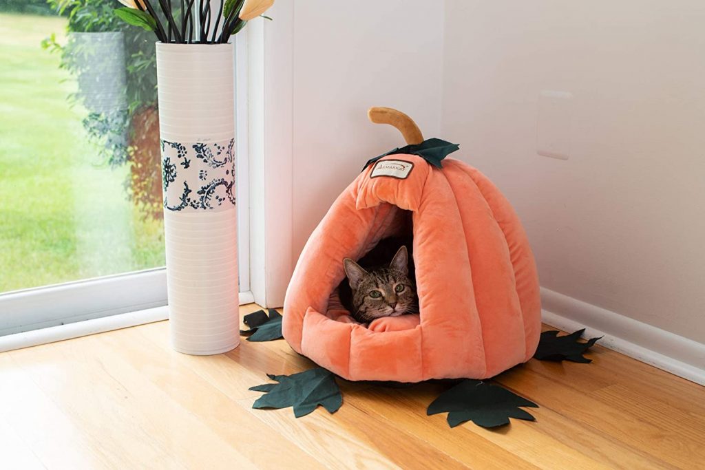 We bought a pumpkin cat bed for Max in Halloween last year. He is sitting comfortably inside.