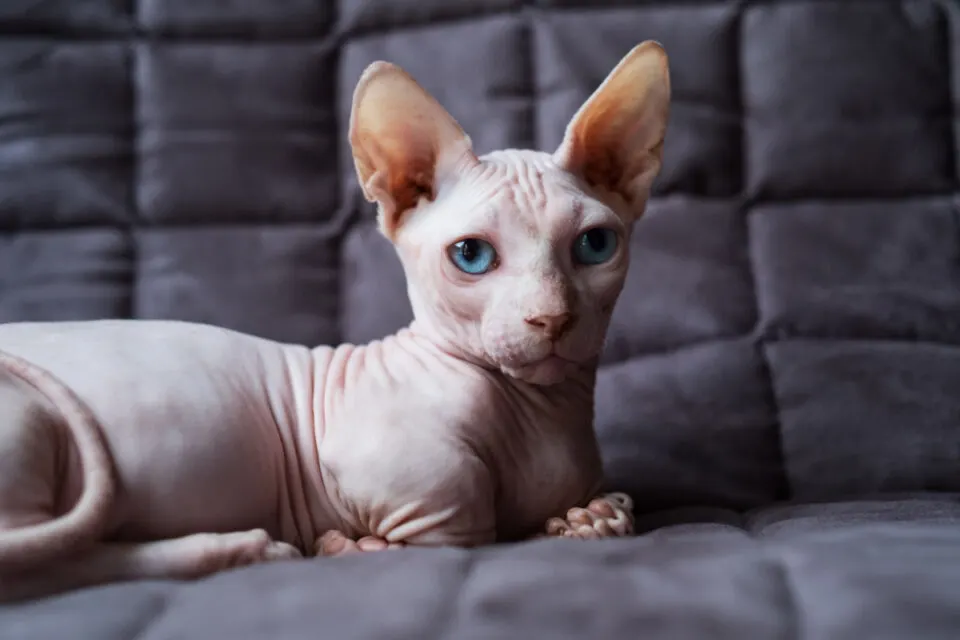 Bambino cat breed have a notable whisker pad and large ears that are forward-facing and weigh five to nine pounds.