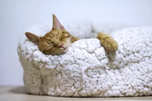 best heated cat beds