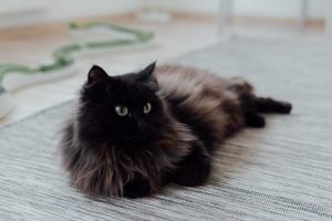 black cat names from movies