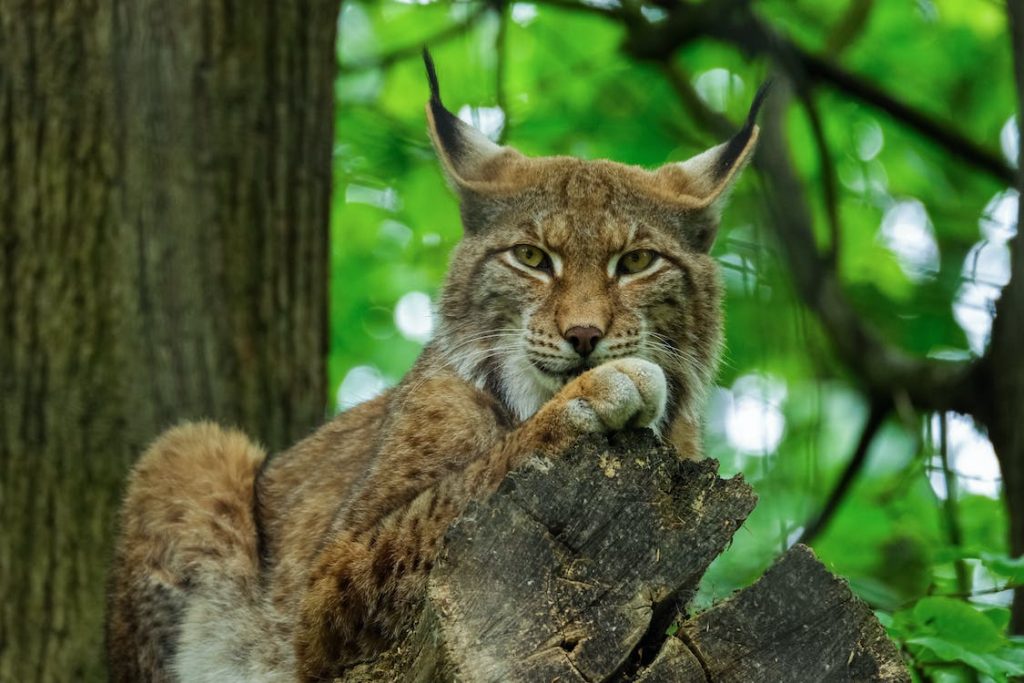 Can you have a lynx as a pet? It is very challenging to keep a lynx in your house because it is a wild animal and needs plenty of space to explore and exercise.