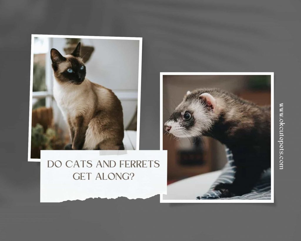 Do cats and ferrets get along? If a ferret is aggressive towards a cat, the cat may respond defensively and may even attack the ferret.
