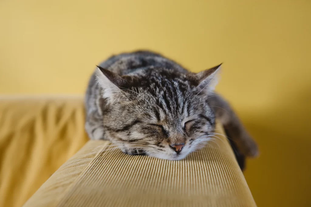 Do cats dream about their owners? Cats dream during REM sleep. The brain stores memories from the day before during this time.