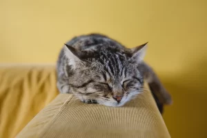 Do cats dream about their owners
