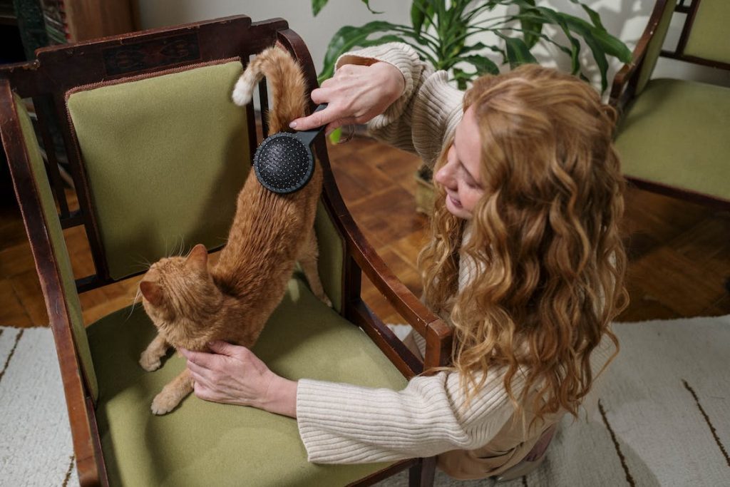 Do cats like being brused? Photo of Emily brushing her cat Lexi. Lexi loves being brushed,
