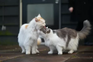 Do cats mate with their siblings
