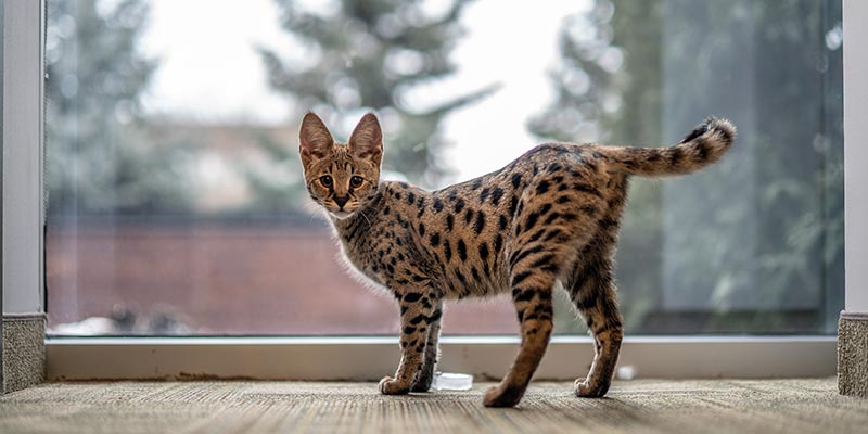 Do savannah cats make good pets? Yes, Savannah cats make good pets, especially if they are trained at an early age.