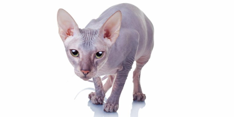 Donskoy cat breed are hairless, and is vulnerable to sunburns, and they also have little tolerance to cold.