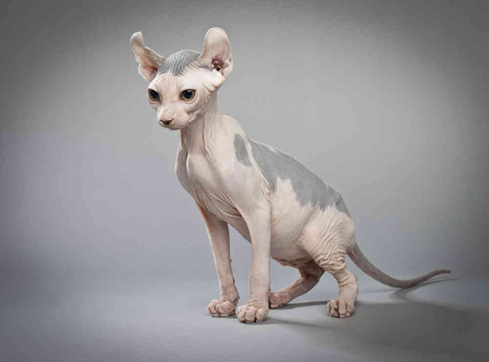 The Elf cat is a unique and intriguing cat breed characterized by its distinctive curled ears, large eyes, and soft, hairless body.