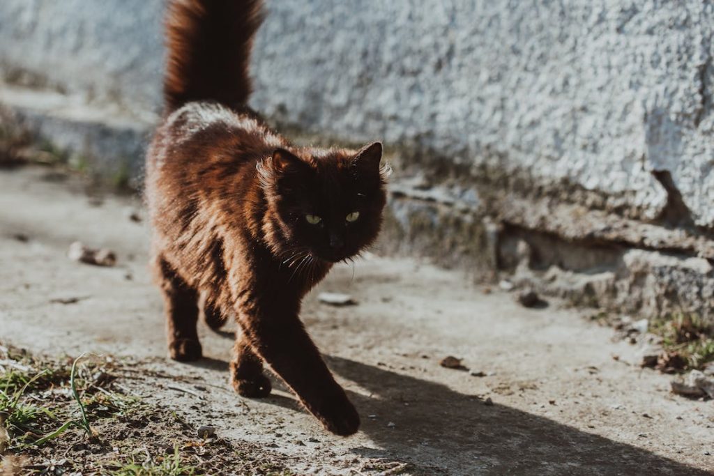 Some facts about feral cats: They are skill hunters, and their diet is strictly animal protein. They can't be tamed and are very territorial.