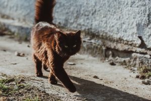 Facts about feral cats