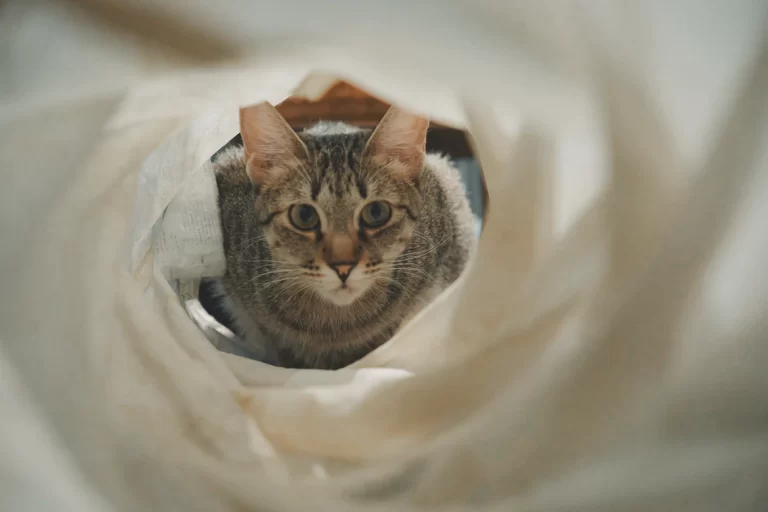 how to stop my cat from tearing up toilet paper