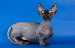 minskin cat breed