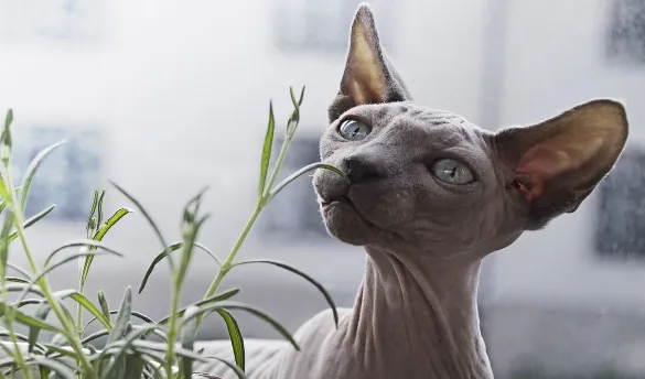 Peterbald cat breed has a life expectancy of between 10 and 12 years. A Peterbald kitten can cost as much as $2,000 in the US.