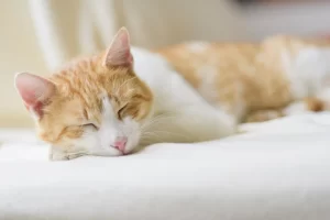 why do cats purr when they sleep