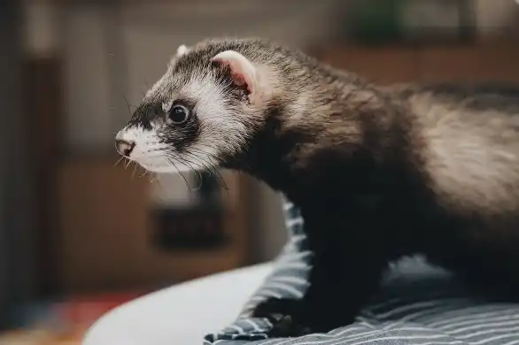 It's important to know the legal status before you jump into owning a pet ferret! Read this guide to find out more about the laws in your area.
