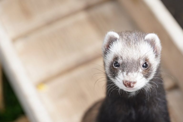 Can ferrets eat cat food