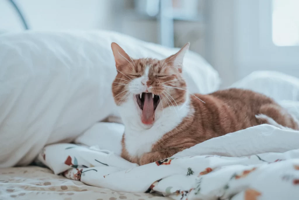 Do cats' teeth fall out just like humans? Learn the answer to this question and other dental-related facts about your feline friend with this insightful guide!