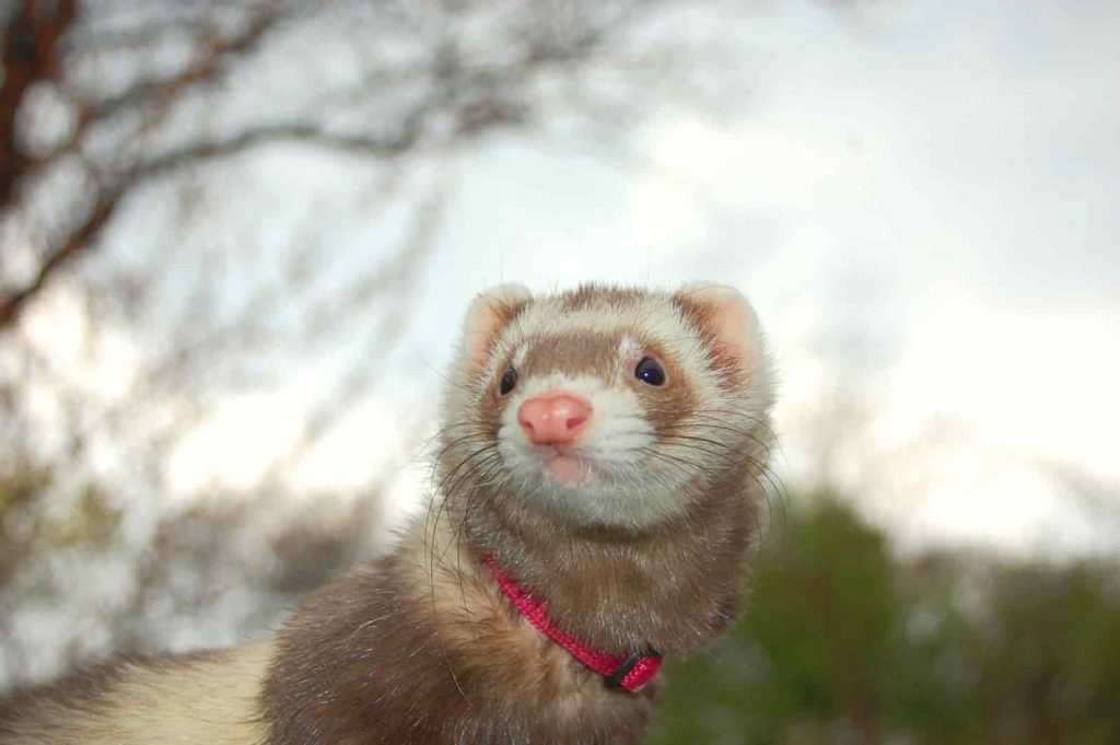 Do ferrets like water? Though small, ferrets are full of energy and have surprisingly varied tastes - including water! Learn whether ferrets like to swim, bathe, and more with this article.