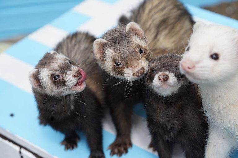 How much does it cost to own a ferret
