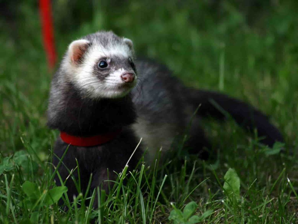 Ever wondered how often ferrets poop and pee? We've got you covered. Learn about your pet's pooping habits with this simple guide!