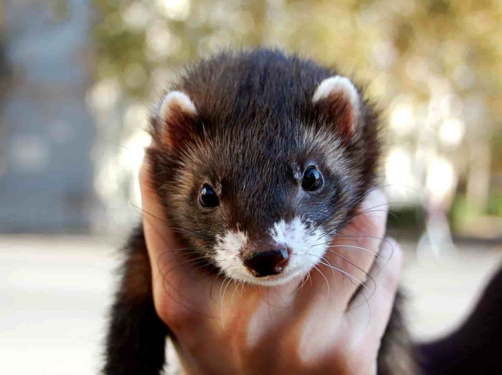 Find out how smart a ferret is! Uncover the facts about their intelligence, memory and problem-solving skills by reading this post. 