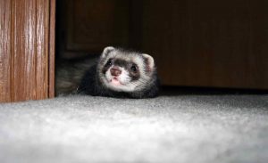 can ferrets see in the dark