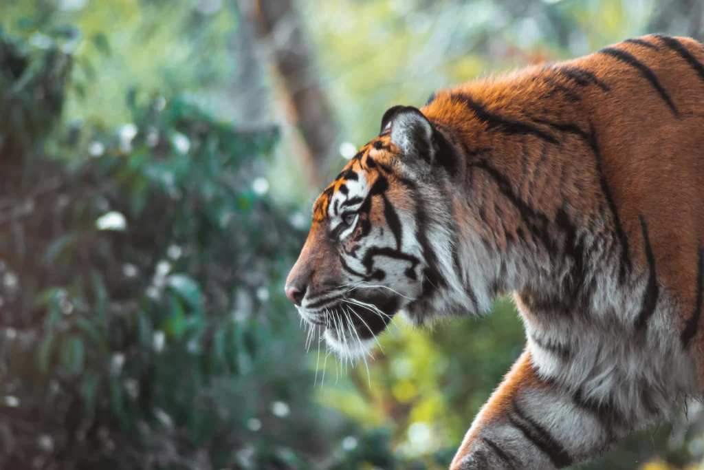Can you legally own a tiger? Before making your decision to own a tiger, read up on the legality of such an action and discover all you need to know right here.