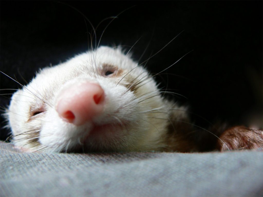 What sound do ferrets make? Check out our comprehensive guide explaining the mix of barks, hisses, screams, and more that these small mammals produce. 