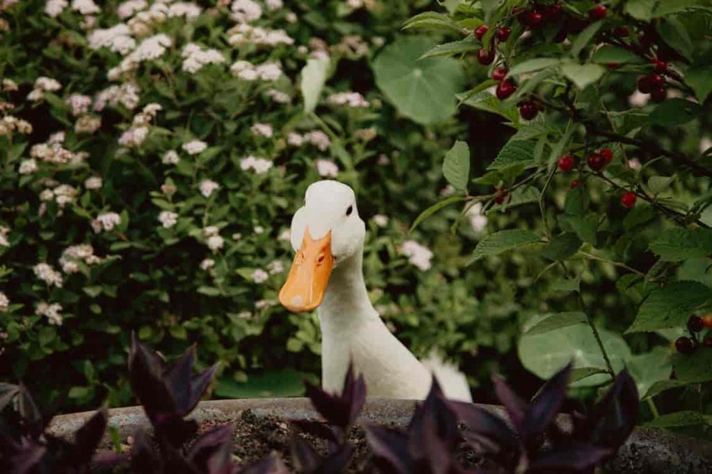 Meet Wrinkle the Duck,YouTube's Newest Quacking Superstar!