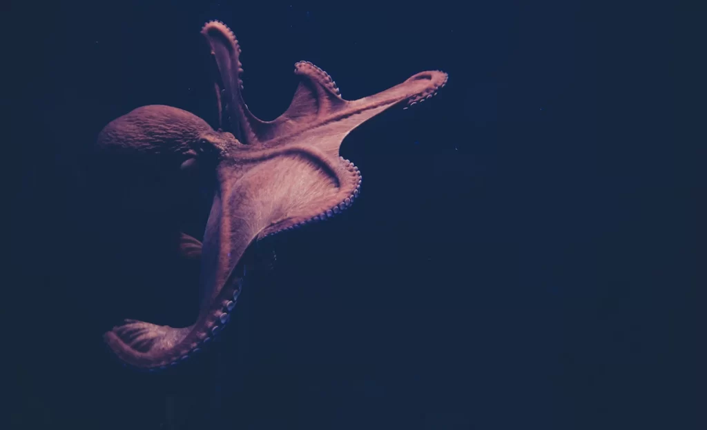 The Reef Doc offers an exhilarating experience as it rescues and nurtures pet octopuses.