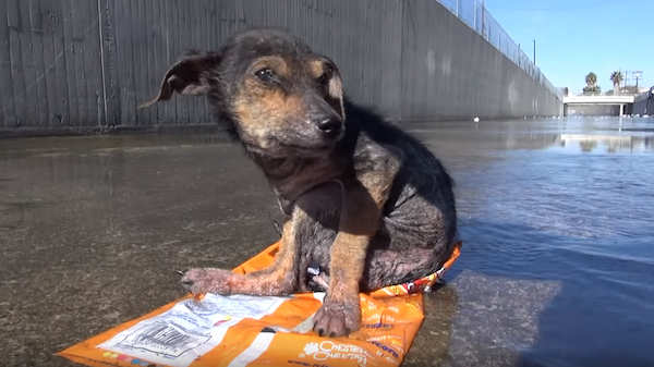 Hope for paws the greatest and epic puppies rescue