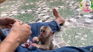 monkey jolly eating grape fruit and play with ball